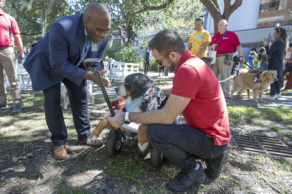 A pastor blesses a large dog lying down in a wagon